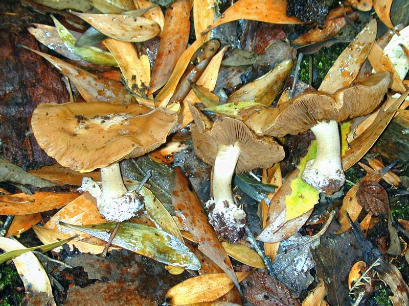 Cortinarius moenne-loccozii